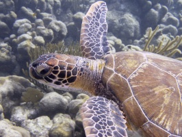 IMG 3738 Green Sea Turtle